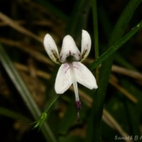 Andrographis alata (Vahl) Nees